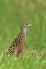 Corn crake, Crex crex, on the meadow