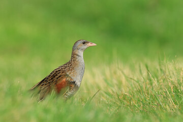 Corn crake, Crex crex, on the meadow