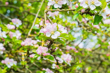 Pink flowers on an apple tree blossoming in Spring
