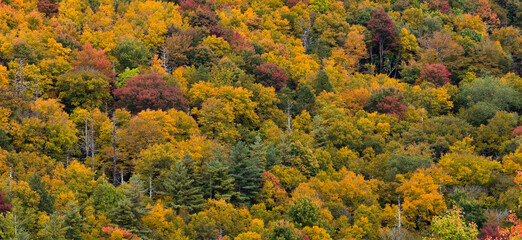 Fall foliage with bright shades of yellow, orange, green, and red, creating a tapestry of texture and color.