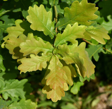 Oak, Quercus robur