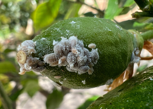 Mealybugs and mealybugs