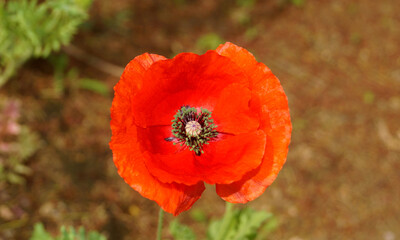 화려한 양귀비 꽃