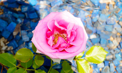 다마스크 장미 꽃