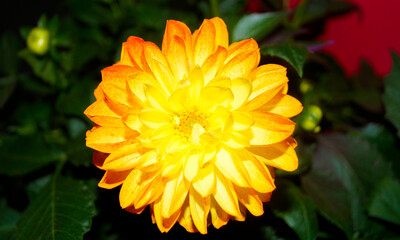 활짝 핀 다알리아 꽃