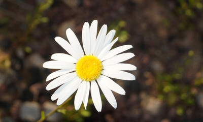 데이지 꽃