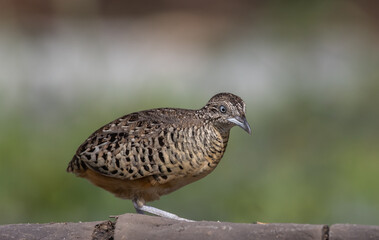 Barred Buttonquail on the ground animal portrait.