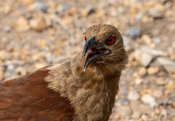Andaman coucal close up shot animal portrait.