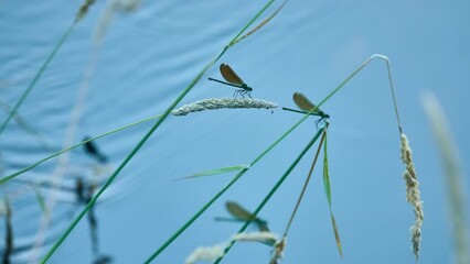 Beautiful demoiselle (Calopteryx virgo) is a European damselfly belonging to the family Calopterygidae. It is often found along fast-flowing waters where it is most at home.