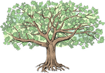 Green linden with a large green crown. Big vector illustration  can be used for design like genealogical family tree. 