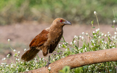 Andaman coucal close up shot animal portrait.