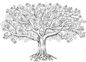 Linden with a large crown. Big vector illustration can be used for design like genealogical family tree. 