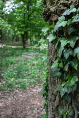 cemetery ivy,  grave monument, graveyard ivy, tombstone  tree bark, leaf, green, spring flowering