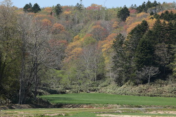 暖かな日和に見かけた春紅葉