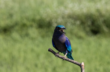  Indochinese roller close up shot animal portrait.