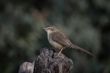 Plain Prinia on the branch animal portrait.