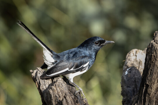 Oriental magpie robin on dly branch close up shot.