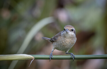 Brown shrike on the bamboo branch animal portrait.