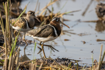 Greater Painted-snipe on the ground close up shot ( Animal portrait ).