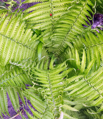 fern, fern bush, bright color fern leaves, photo of plants on a sunny day, background for photo 