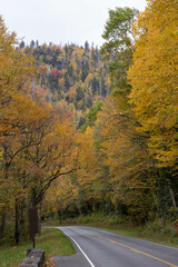Autumn woods with a road