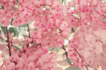 Wisteria brachybotrys, the silky wisteria, flowering plant, blooming pink flowers during spring as floral natural botanical pattern backdrop wallpaper