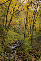 Autumn woods in the mountains