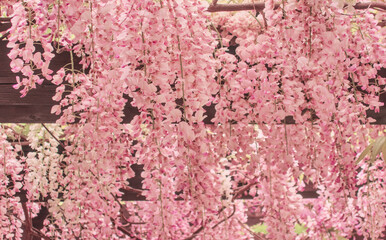 Wisteria brachybotrys, the silky wisteria, flowering plant, blooming pink flowers during spring as floral natural botanical pattern backdrop wallpaper