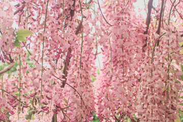 Wisteria brachybotrys, the silky wisteria, flowering plant, blooming pink flowers during spring as floral natural botanical pattern backdrop wallpaper