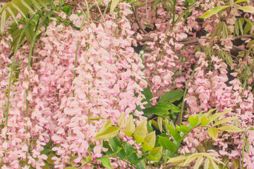 Wisteria brachybotrys, the silky wisteria, flowering plant, blooming pink flowers during spring as...