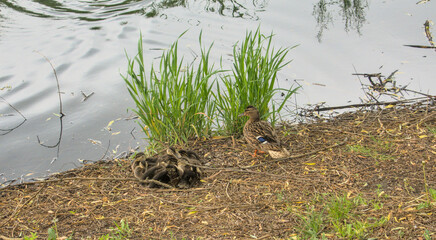 Baby ducks, ducklings with female mother duck