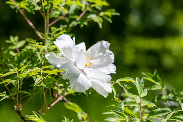Blooming white tree peony flower on a bush branch in the garden