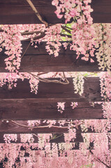 Wisteria brachybotrys, the silky wisteria, flowering plant, blooming pink flowers during spring as vertical floral natural botanical pattern backdrop wallpaper