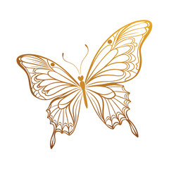 Beautiful gold outline butterfly, vector illustration