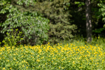 Glade of yellow flowers in the forest