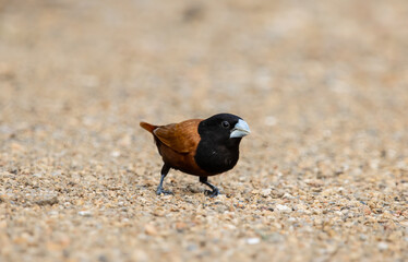 Black- headed Munia animal portrait close up shot.