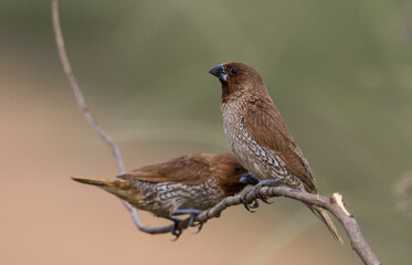 Scaly- breasted Munia on the branch animal portrait.