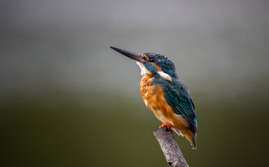 Common kingfisher on the branch tree animal portrait.