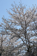 満開の桜を見上げる