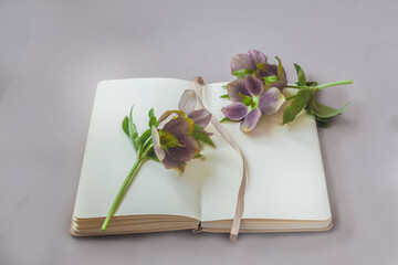 Oriental hellebore flowers on an open sketchbook with a blank page on a gray table.