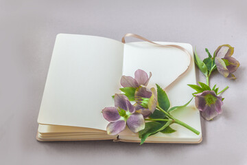 Blooming Hellebore and open sketchbook with blank pages