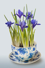 Iridodictyum or iris reticulata in vitage pot on gray background