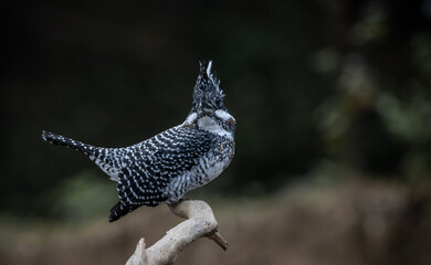  Crested Kingfisher on the branch at Chiang Dao District Chiangmai Province Thailand ( animal portrait ).