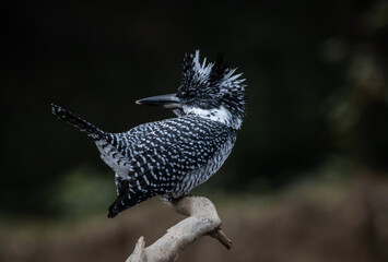  Crested Kingfisher on the branch at Chiang Dao District Chiangmai Province Thailand ( animal...