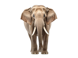 an elephant with tusks and ears