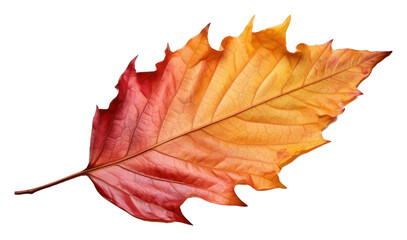 Fototapeta premium PNG Autumn leave leaves plant leaf.