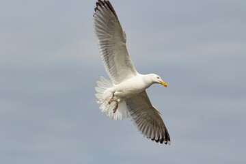 seagull in flight