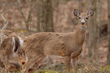 deer in the woods