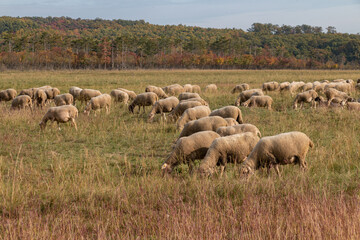 Flock of sheep in the pasture.