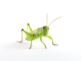 Fototapeta premium grasshopper along a strip in white background